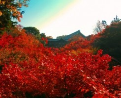 京都の紅葉の見頃について
