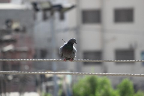 pigeon-measures